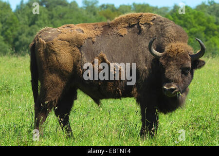 Bison d'Europe, Bison (Bison bonasus), dans un pré Banque D'Images