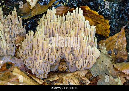 Coral verticale (Ramaria stricta), au pied d'un tronc d'arbre, de l'Allemagne, Mecklembourg-Poméranie-Occidentale Banque D'Images