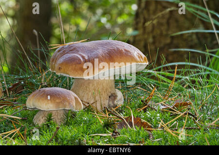 Penny bun, cep (Boletus edulis), deux organes de fructification de moss sur sol de la forêt, de l'Allemagne, Mecklembourg-Poméranie-Occidentale Banque D'Images