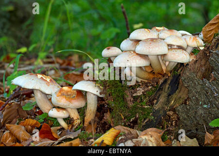 Brique Hypholoma lateritium, touffe (HYPHOLOMA SUBLATERITIUM), plusieurs organes de fructification sur le sol de la forêt, de l'Allemagne, Mecklembourg-Poméranie-Occidentale Banque D'Images