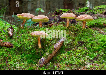 12.2005-jaune Bolet (Boletus subtomentosus, Xerocomus subtomentosus), cinq organes de fructification de moss sur sol de la forêt, de l'Allemagne, Mecklembourg-Poméranie-Occidentale Banque D'Images