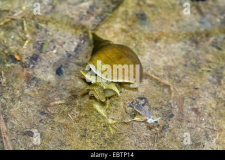 Grand Marais, pondsnail lymnaea (Lymnaea stagnalis), en eau peu profonde, l'Allemagne, Mecklembourg-Poméranie-Occidentale Banque D'Images