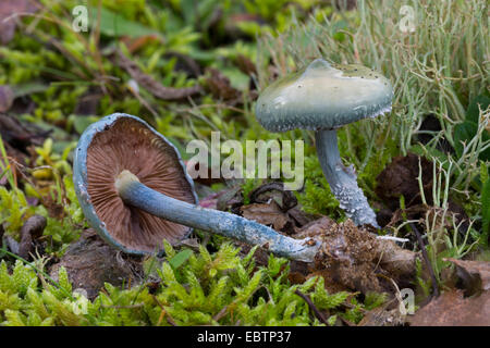 Roundhead (Stropharia caerulea Blue, Stropharia cyanea), des organes de fructification sur le sol de la forêt moussue, Allemagne Banque D'Images