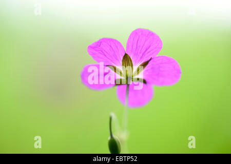 Géranium sanguin (Geranium sylvaticum bois), fleur simple vu d'en bas, l'Allemagne, la Bavière, Oberpfalz Banque D'Images