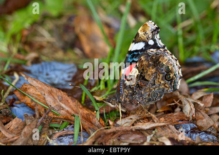 Vulcain (Vanessa atalanta, Pyrameis atalanta), sucer le nectar à une fermentation de prune, de l'Allemagne, Mecklembourg-Poméranie-Occidentale Banque D'Images