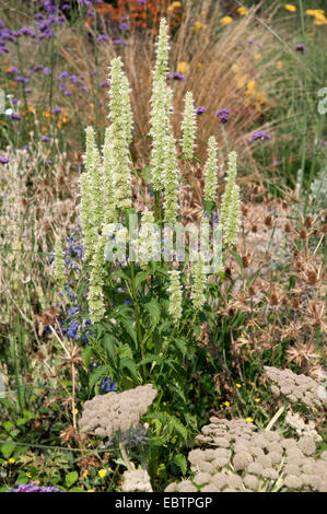 AGASTACHE RUGOSA F ALBIFLORA l'albâtre Banque D'Images