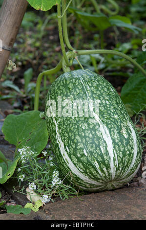 CUCURBITA FICIFOLIA Banque D'Images