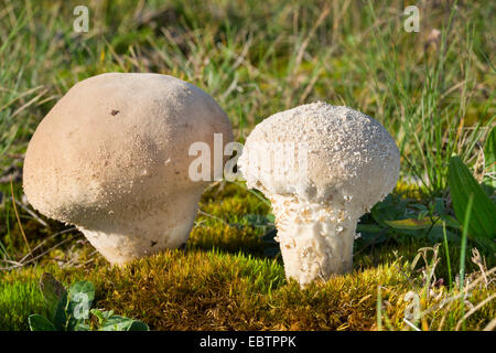 (Calvatia excipuliformis vesse-pilon, Calvatia saccata), deux organes de fructification sur le sol moussu, Allemagne Banque D'Images