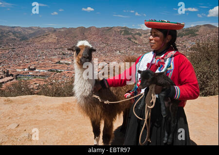 L'alpaga (Lama pacos), femme péruvienne debout avec son Alpacas en face de la ville de Cusco, Pérou, Cusco Banque D'Images