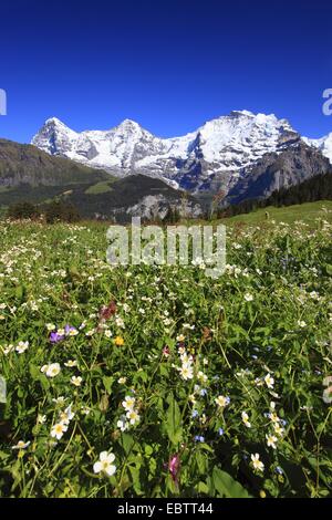 À FEUILLES D'aconit (Ranunculus aconitifolius), vue d'un pâturage à une montagne, avec l'Eiger (3970 m), Moench (4107 m) et la Jungfrau (4158 m), Suisse, Berne, Oberland Bernois Banque D'Images