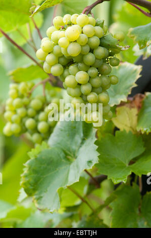 VITIS VINIFERA PHOENIX Banque D'Images