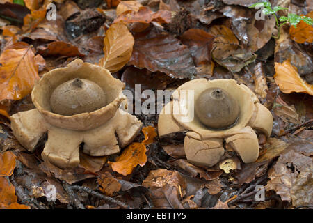 Collier earthstar (Geastrum triplex, Geastrum michelianum), deux organes de fructification sur le sol forestier, Allemagne Banque D'Images