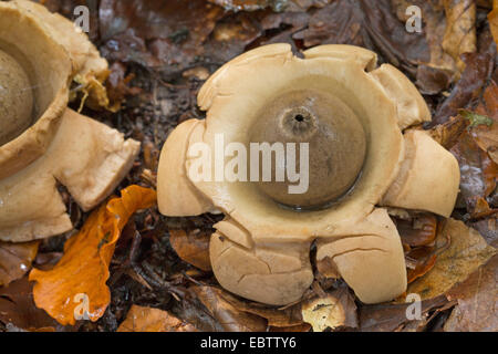 Collier earthstar (Geastrum triplex, Geastrum michelianum), des organes de fructification sur le sol forestier, Allemagne Banque D'Images