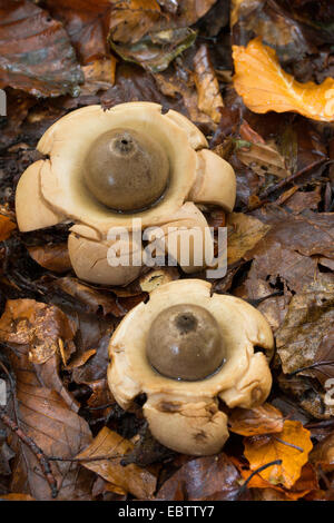 Collier earthstar (Geastrum triplex, Geastrum michelianum), deux organes de fructification sur le sol forestier, Allemagne Banque D'Images