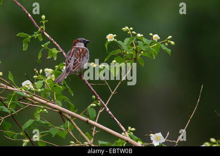 Moineau domestique (Passer domesticus), homme sur Philadelphus, Allemagne Banque D'Images
