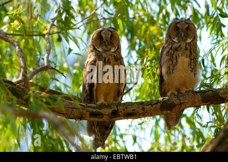 Long-eared Owl (Asio otus), deux le hibou moyen-duc assis côte à côte sur une branche, l'Autriche, Burgenland Banque D'Images