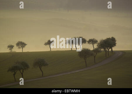 Chemin de champ unique flanquée d'arbres menant à travers les prés dans l'élimination de brume du matin, l'Allemagne, la Saxe, Vogtland Banque D'Images