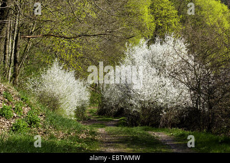 Chemin à travers la prairie et forêt paysage dans la vallée de la Weisse Elster, Allemagne, Saxe, Vogtland Banque D'Images