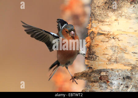 Chaffinch (Fringilla coelebs), au tronc du bouleau, Royaume-Uni, Ecosse, le Parc National de Cairngorms Banque D'Images