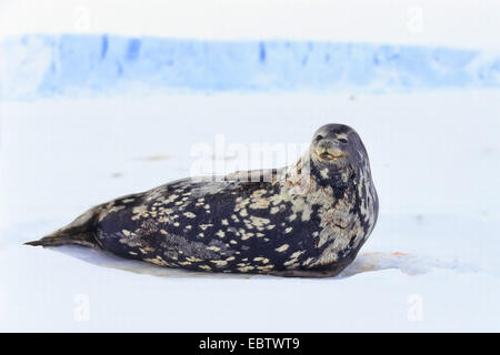 Phoque de Weddell (Leptonychotes weddelli), Phoque de Weddell sur plateforme de glace, l'Antarctique, mer de Weddell Banque D'Images