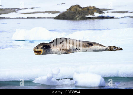 Hydrurga leptonyx léopard (joint), reposant sur l'icefloe, Antarctique, Péninsule Antarctique Banque D'Images