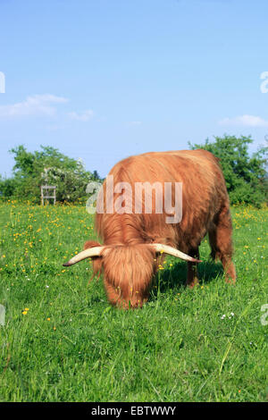 Scottish Highland bovins (Bos primigenius f. taurus), le pâturage sur un pâturage, Suisse, Zuercher bernois Banque D'Images