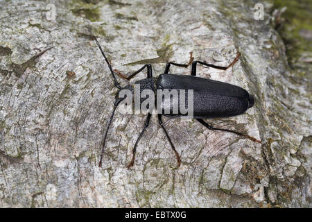 Carpenter longhorn, longicorne asiatique (Ergates faber), femelle sur tronc d'arbre, Allemagne Banque D'Images