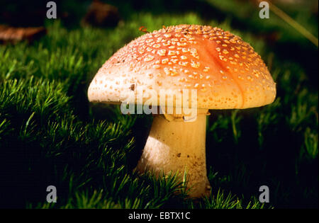 Le blush (Amanita rubescens), organe de fructification sur sol moussu, Allemagne Banque D'Images