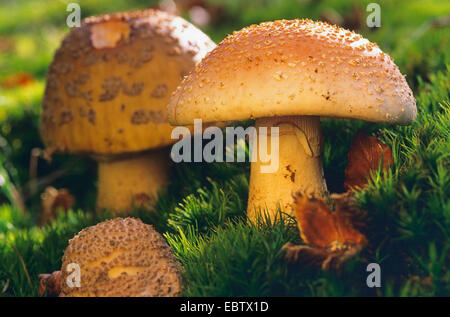 Le blush (Amanita rubescens), des organes de fructification sur le sol moussu, Allemagne Banque D'Images