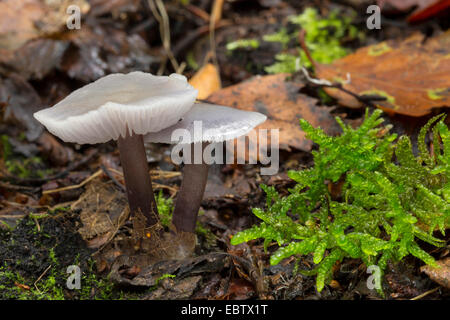 Le lilas bonnet (Mycena pura, Prunulus) pour PDA, deux organes de fructification sur le sol forestier, Allemagne Banque D'Images
