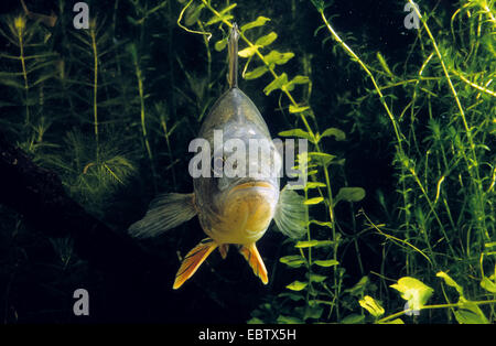 La perche, sandre européen, Redfin perchaude (Perca fluviatilis), seul animal sous l'eau, de l'Allemagne Banque D'Images