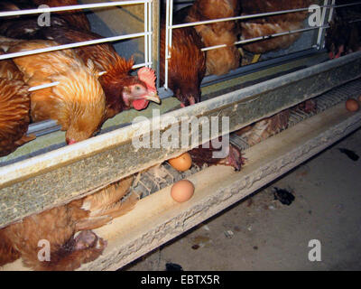 Les oiseaux domestiques (Gallus gallus f. domestica), les poules pondeuses, des œufs et des poules pondeuses en batterie morte ferme, Allemagne, Banque D'Images