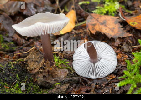 Le lilas bonnet (Mycena pura, Prunulus) pour PDA, deux organes de fructification sur le sol forestier, Allemagne Banque D'Images