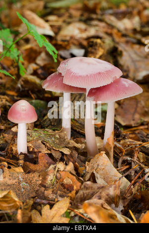 Bonnet rose (Mycena rosea, Mycena pura var. rosea), des organes de fructification sur le sol forestier, Allemagne Banque D'Images