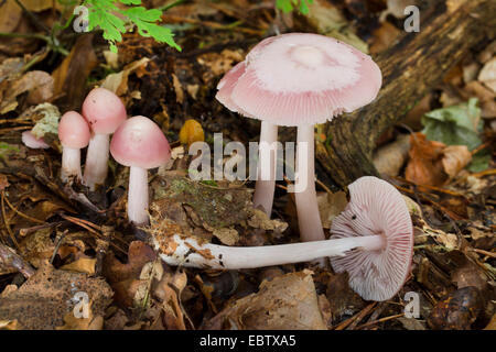 Bonnet rose (Mycena rosea, Mycena pura var. rosea), des organes de fructification sur le sol forestier, Allemagne Banque D'Images
