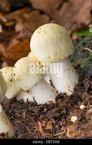 L'Agaricus arvensis (champignons, Psalliota arvensis), des organes de fructification sur le sol forestier, Allemagne Banque D'Images