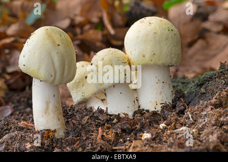 L'Agaricus arvensis (champignons, Psalliota arvensis), des organes de fructification sur le sol forestier, Allemagne Banque D'Images