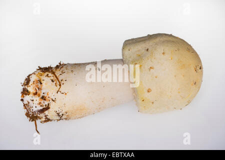 L'Agaricus arvensis (champignons, Psalliota arvensis), la fructification, in front of white background, Allemagne Banque D'Images