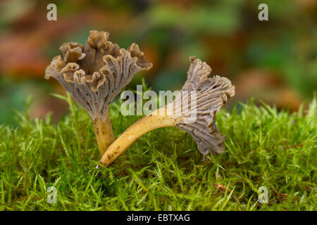 Trompette Chanterelle, blanches Yellow Foot, hiver, champignons (Craterellus tubaeformis Chanterelle en entonnoir, Cantharellus Cantharellus tubaeformis infundibuliformis,), des organes de fructification sur mousse, Allemagne Banque D'Images