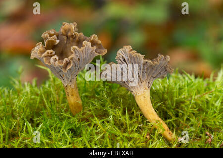 Trompette Chanterelle, blanches Yellow Foot, hiver, champignons (Craterellus tubaeformis Chanterelle en entonnoir, Cantharellus Cantharellus tubaeformis infundibuliformis,), des organes de fructification sur mousse, Allemagne Banque D'Images