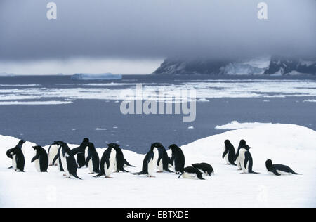 Manchot Adélie (Pygoscelis adeliae), colonie debout dans la neige à la côte, l'Antarctique Banque D'Images