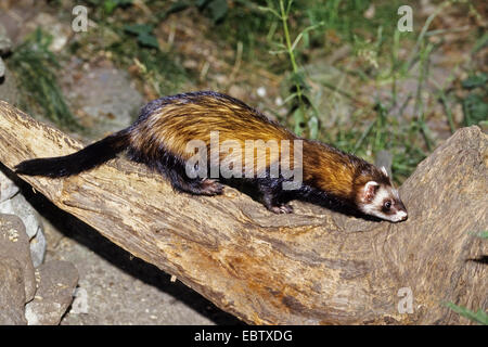 Le putois d'Europe (Mustela putorius), sur un tronc d'arbre, Allemagne Banque D'Images