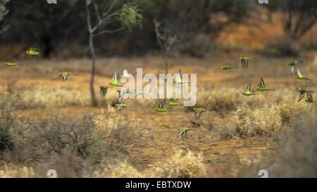 Perruche ondulée, perruche, perruche (Melopsittacus undulatus), flying flock, Australie Banque D'Images