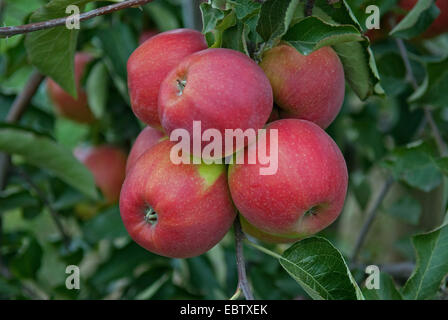 Pommier (Malus domestica 'Jonagold', Malus domestica Jonagold), le cultivar Jonagold, les pommes sur un arbre Banque D'Images