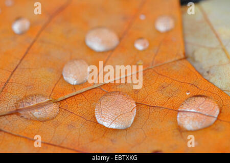 Tulipier de Virginie (Liriodendron tulipifera), gouttes de pluie sur une feuille d'automne, Allemagne Banque D'Images