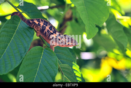 Caméléon panthère (Furcifer pardalis), femme on twig, Madagascar Banque D'Images