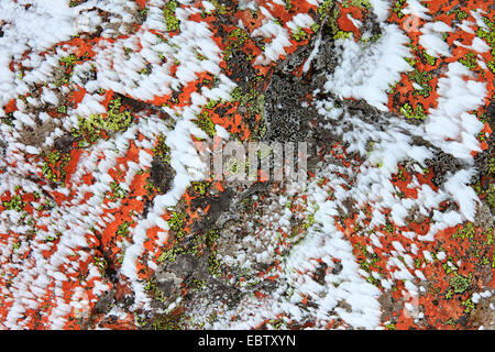 Neige sur un rocher couvert de lichens, Royaume-Uni, Ecosse, le Parc National de Cairngorms Banque D'Images