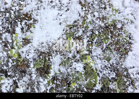 Neige sur un rocher couvert de lichens, Royaume-Uni, Ecosse, le Parc National de Cairngorms Banque D'Images