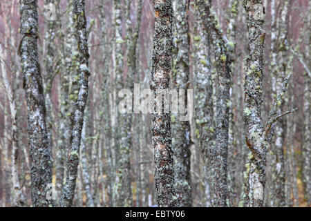 Bouleau (Betula spec.), troncs de bouleaux couverts par les lichens, Royaume-Uni, Ecosse, le Parc National de Cairngorms Banque D'Images