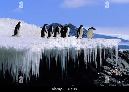 Manchot Adélie (Pygoscelis adeliae), groupe debout sur la formation de la glace, l'Antarctique, Hope Bay Banque D'Images